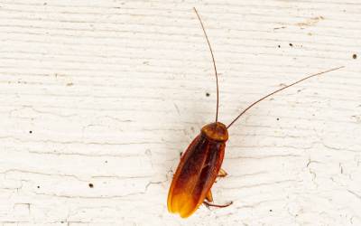 American Roaches (Water Bugs / Palmetto Bugs)