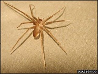 Brown Recluse Spiders