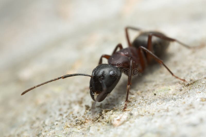 Carpenter Ants