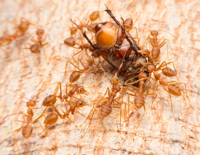 Fire Ants