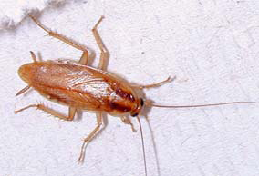 German Roaches