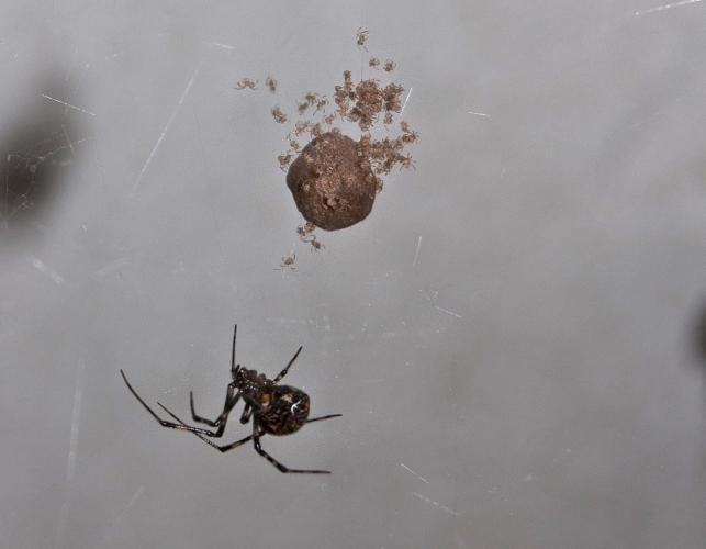 Common House Spiders