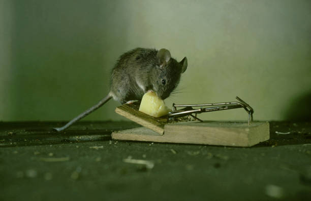 House Mice