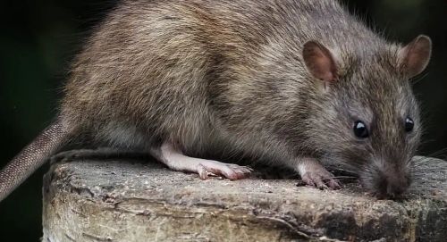 Roof Rats & Norway Rats