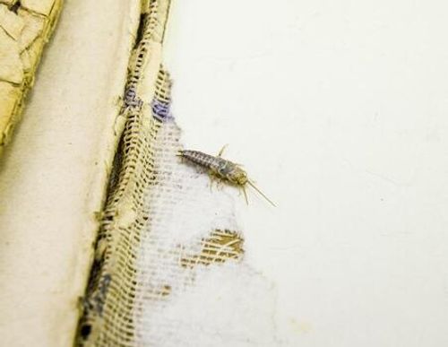 Silverfish, Earwigs & Centipedes