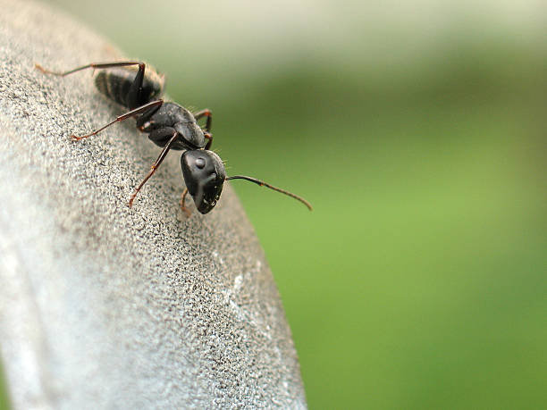 Sugar Ants & Odorous House Ants