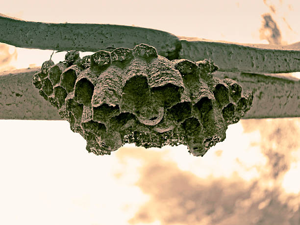 Wasps & Paper Wasps